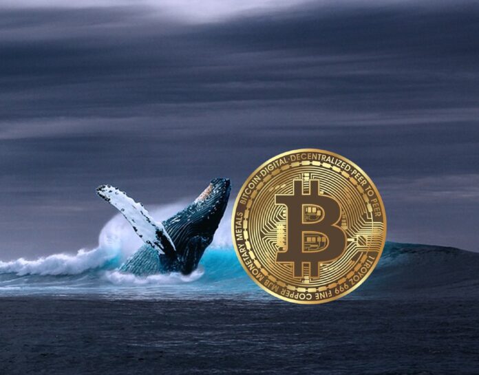 Bitcoin-whales.jpeg