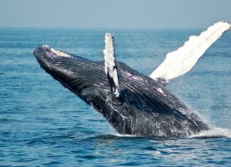 Whale Withdraws $34.7M From Binance