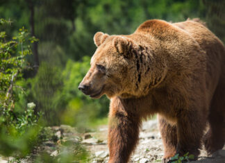 No, Bitcoin has never seen a bear market before – This time it’s different