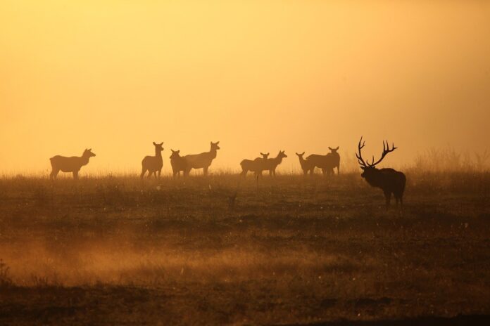 elk-g706905866_1280.jpg