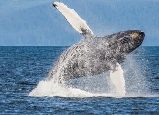 Whale activity pushes COMP token price up by 50%