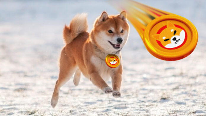 6169f952cce5990061efef97_dog-shiba-inu-on-snow-16x9-frisbee.jpg