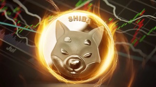 Shiba-Inu-SHIB-burn-Small.jpeg