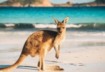 Are Crypto Investors More Vulnerable to Scams? ASIC’s Warning Indicates So
