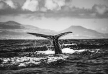 Mysterious Bitcoin Whale Transfers $40B After Years Of Silence