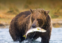 Bearish Pressure On Shiba Inu May Be Nearing Completion, Weekly Chart Suggests