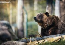 Cryptoquant’s Ki Young Ju Warns Bitcoin’s Bear Market Could Run Into Early 2027