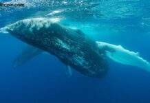 Whale Who Spent $62M on Uniswap and Compound Tokens Is Now Selling at a $39.7M Loss