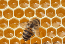 In 1984, NASA Sent 3,301 Bees to Space and They Built Comb in Seven Days