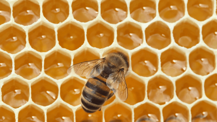 in-1984-nasa-sent-3301-bees-to-space-and-they-built-comb-in-seven-days.png